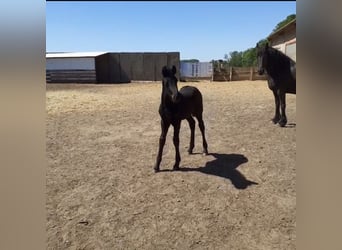Friesen, Hengst, 1 Jahr, Rappe