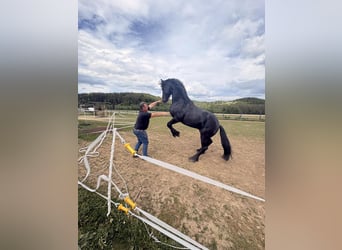 Friesen, Hengst, 1 Jahr, Rappe
