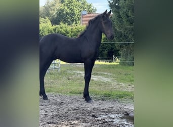 Friesen Mix, Hengst, 1 Jahr, Rappe