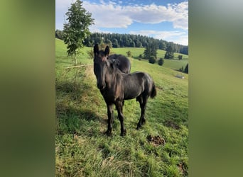 Friesen, Hengst, 1 Jahr, Rappe