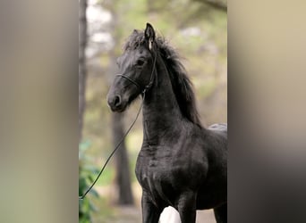 Friesen, Hengst, 1 Jahr, Rappe