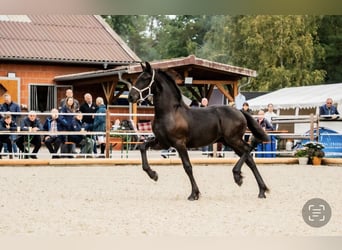 Friesen, Hengst, 1 Jahr, Rappe