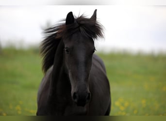 Friesen, Hengst, 2 Jahre, 154 cm, Schwarzbrauner