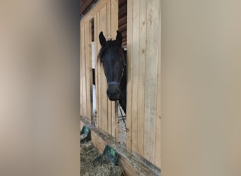 Friesen, Hengst, 2 Jahre, 155 cm, Rappe