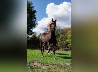 Friesen, Hengst, 2 Jahre, 158 cm, Rappe