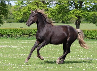 Friesen, Hengst, 2 Jahre, 158 cm, Rappe