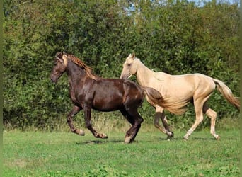 Friesen, Hengst, 2 Jahre, 158 cm, Rappe
