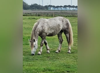 Friesen, Hengst, 2 Jahre, 160 cm, Apfelschimmel