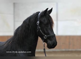 Friesen, Hengst, 2 Jahre, 160 cm, Rappe