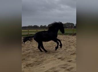 Friesen, Hengst, 2 Jahre, 163 cm, Rappe