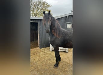 Friesen, Hengst, 2 Jahre, 163 cm, Rappe