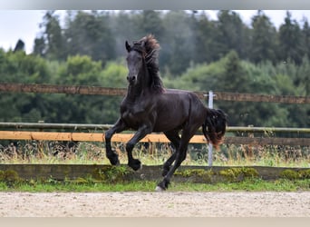 Friesen, Hengst, 2 Jahre, 165 cm, Rappe