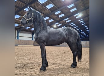 Friesen, Hengst, 2 Jahre, 165 cm, Rappe