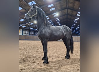 Friesen, Hengst, 2 Jahre, 165 cm, Rappe