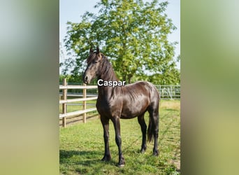 Friesen, Hengst, 2 Jahre, 170 cm, Rappe
