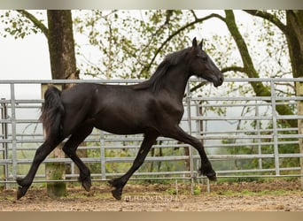 Friesen, Hengst, 2 Jahre, Rappe