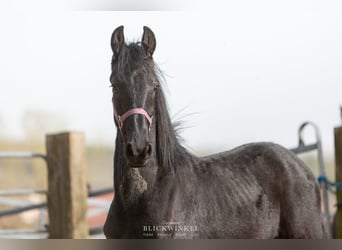 Friesen, Hengst, 2 Jahre, Rappe