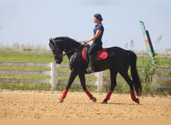 Friesen, Hengst, 3 Jahre, 152 cm, Rappe