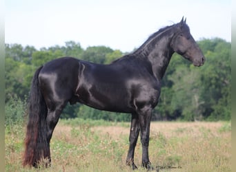 Friesen, Hengst, 3 Jahre, 152 cm, Rappe