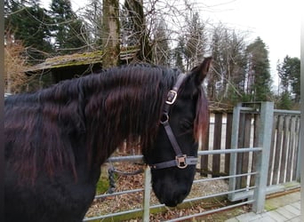 Friesen, Hengst, 3 Jahre, 155 cm, Rappe