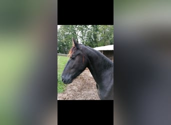 Friesen, Hengst, 3 Jahre, 155 cm, Rappe