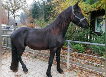 Friesen, Hengst, 3 Jahre, 155 cm, Rappe