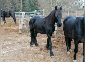 Friesen, Hengst, 3 Jahre, 155 cm, Rappe
