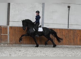Friesen, Hengst, 3 Jahre, 156 cm, Rappe