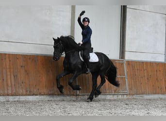 Friesen, Hengst, 3 Jahre, 156 cm, Rappe