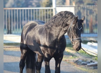 Friesen, Hengst, 3 Jahre, 160 cm