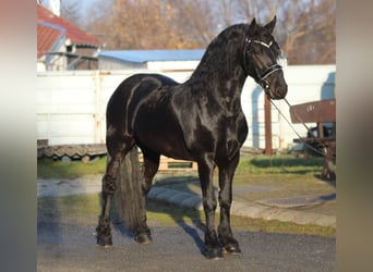 Friesen, Hengst, 3 Jahre, 160 cm