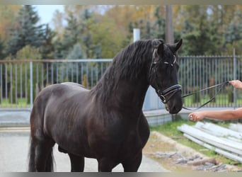 Friesen, Hengst, 3 Jahre, 160 cm