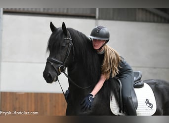 Friesen, Hengst, 3 Jahre, 160 cm, Rappe