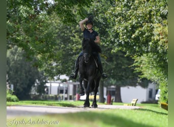 Friesen, Hengst, 3 Jahre, 162 cm, Rappe