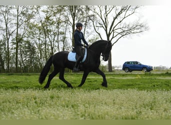 Friesen, Hengst, 3 Jahre, 162 cm, Rappe