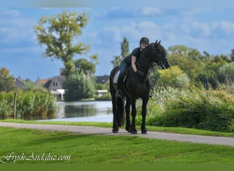 Friesen, Hengst, 3 Jahre, 162 cm, Rappe