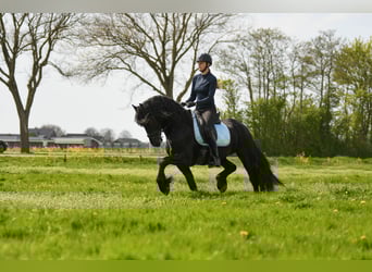 Friesen, Hengst, 3 Jahre, 162 cm, Rappe