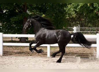 Friesen, Hengst, 3 Jahre, 162 cm, Rappe