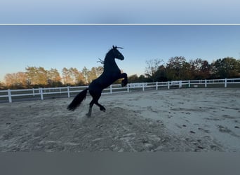 Friesen, Hengst, 3 Jahre, 162 cm, Rappe