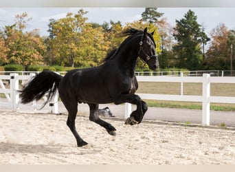 Friesen, Hengst, 3 Jahre, 162 cm, Rappe