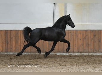 Friesen, Hengst, 3 Jahre, 162 cm, Rappe