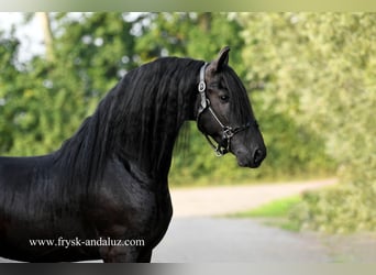 Friesen, Hengst, 3 Jahre, 162 cm, Rappe