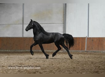 Friesen, Hengst, 3 Jahre, 162 cm, Rappe