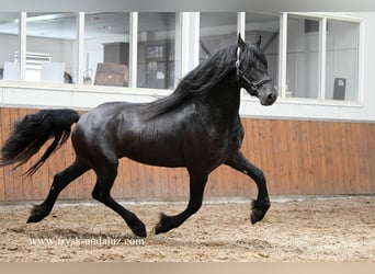 Friesen, Hengst, 3 Jahre, 162 cm, Rappe