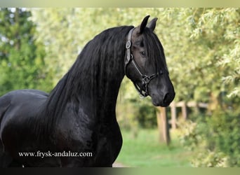Friesen, Hengst, 3 Jahre, 162 cm, Rappe