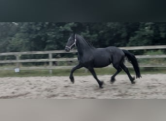 Friesen, Hengst, 3 Jahre, 162 cm, Rappe
