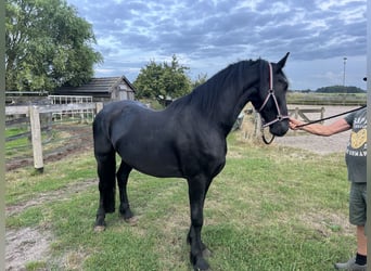 Friesen, Hengst, 3 Jahre, 162 cm, Rappe