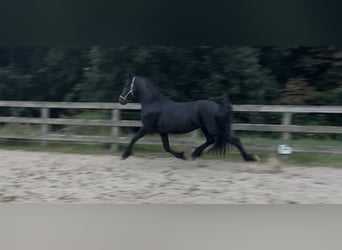 Friesen, Hengst, 3 Jahre, 162 cm, Rappe