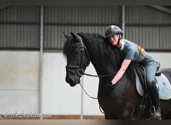 Friesen, Hengst, 3 Jahre, 162 cm, Rappe