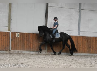 Friesen, Hengst, 3 Jahre, 162 cm, Rappe